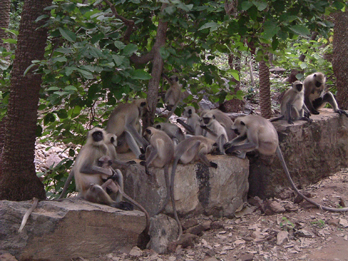 scimmie al parco Ranthambore, India
